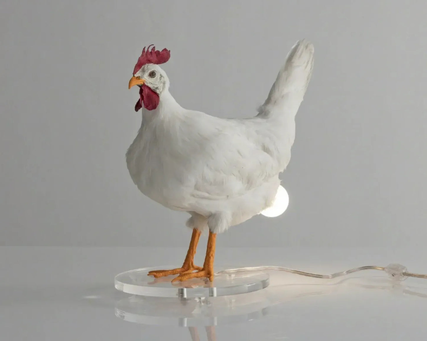 🐓💡Hilarious Chicken Egg Lamp